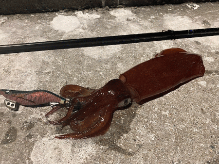 ナイトエギングでアオリイカとケンサキイカを狙う